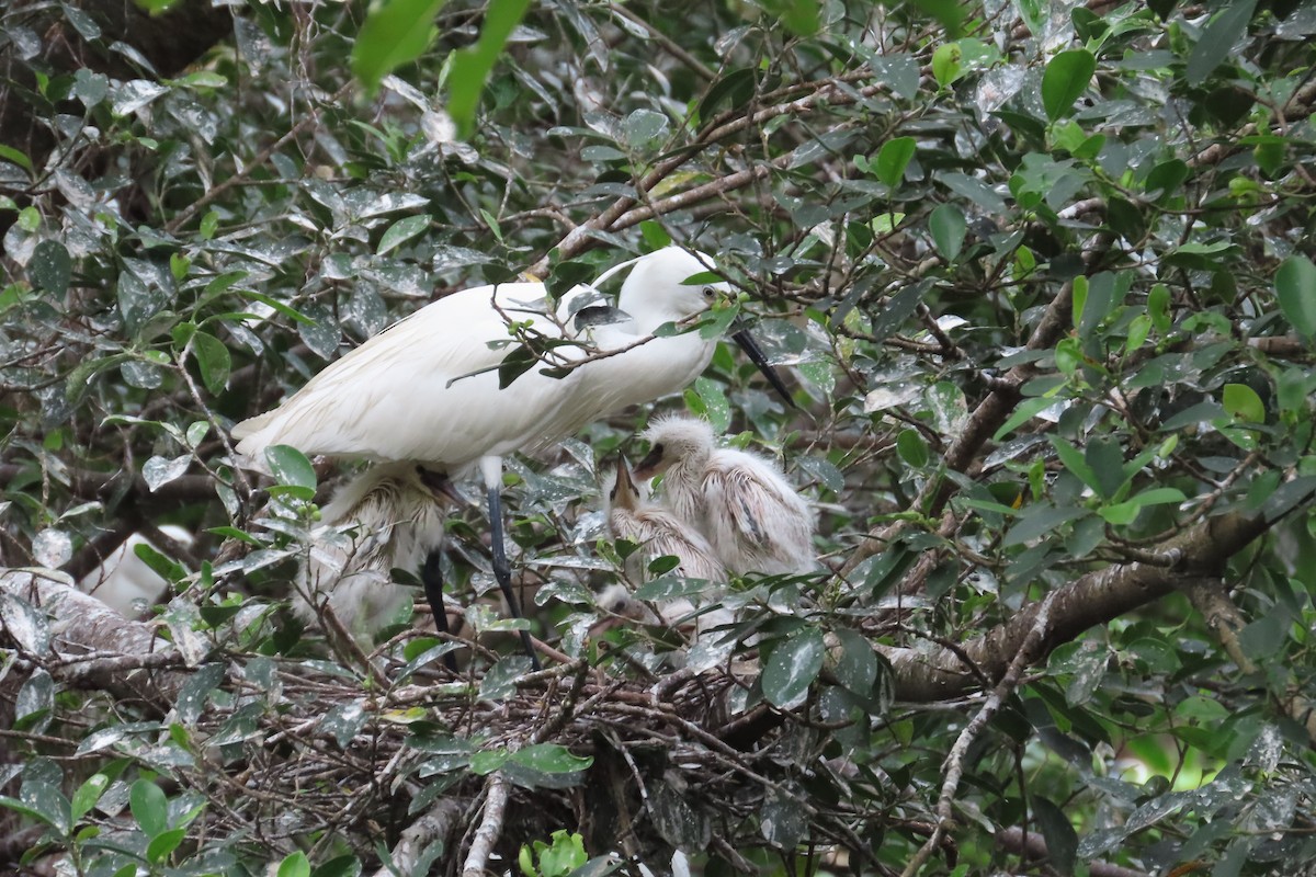 Little Egret - ML619264813