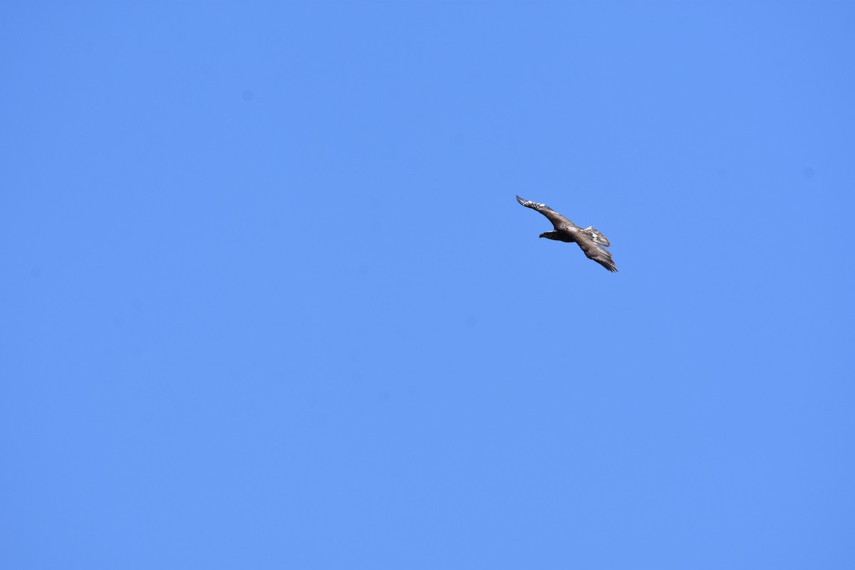 orel bělohlavý - ML619264816