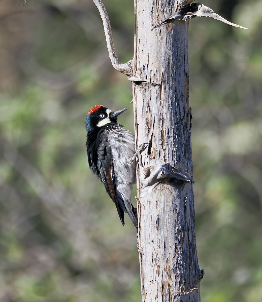 Acorn Woodpecker - Randy Pinkston