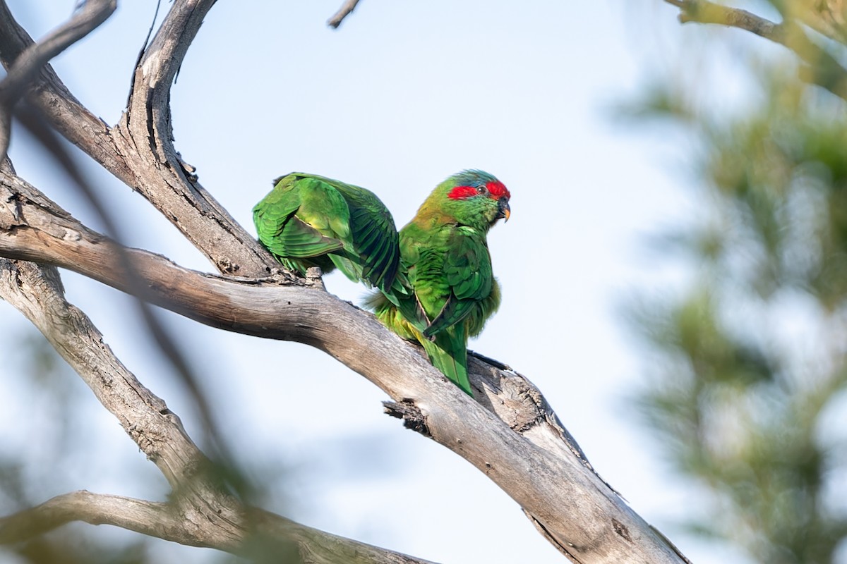 Musk Lorikeet - John  Van Doorn