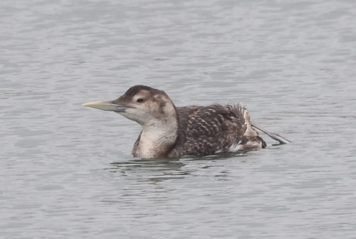 Yellow-billed Loon - George Griffeth