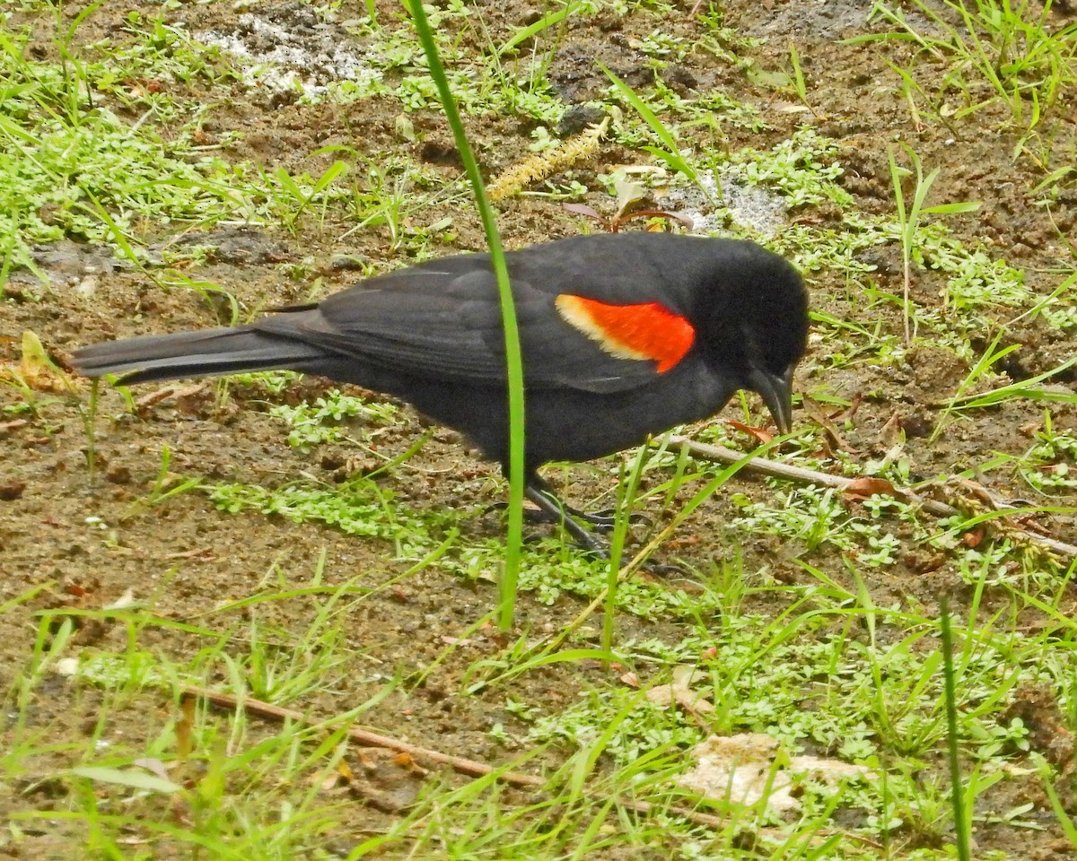 Red-winged Blackbird - Aubrey Merrill