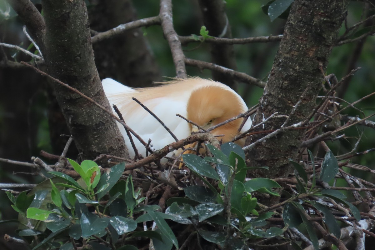 Eastern Cattle Egret - ML619264834