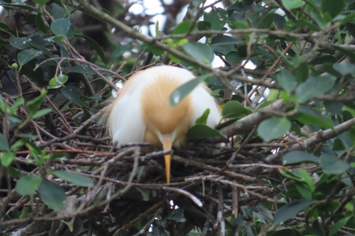 Eastern Cattle Egret - Lia Infante