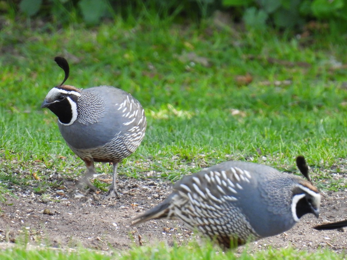 California Quail - Tina Toth