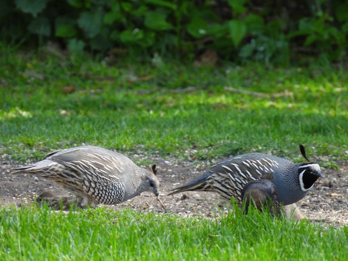 California Quail - ML619264844