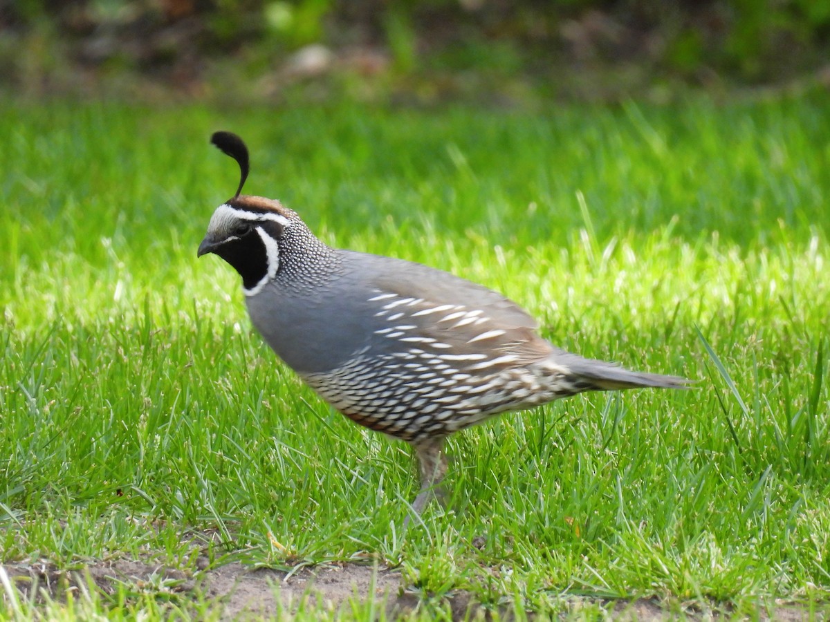 California Quail - Tina Toth