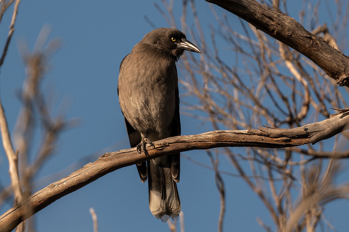 Gray Currawong - John  Van Doorn