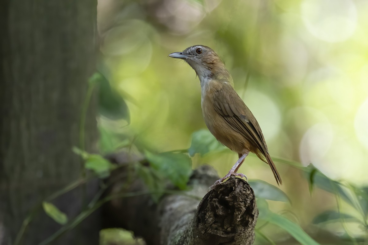 Abbott's Babbler - Se Chea