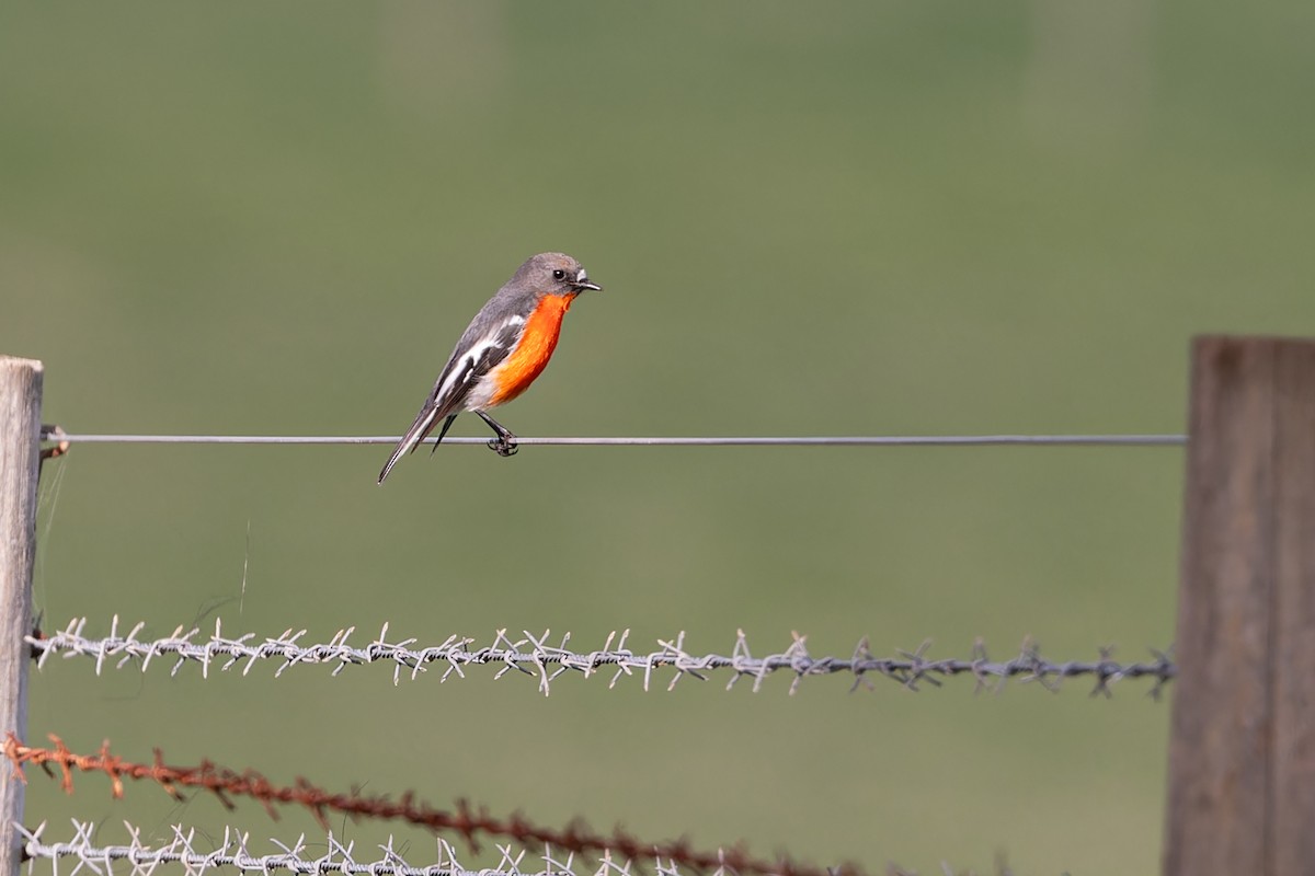 Flame Robin - John  Van Doorn