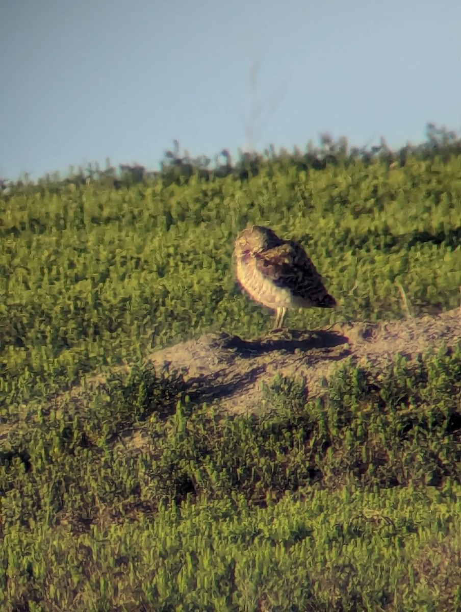 Burrowing Owl - Jack N