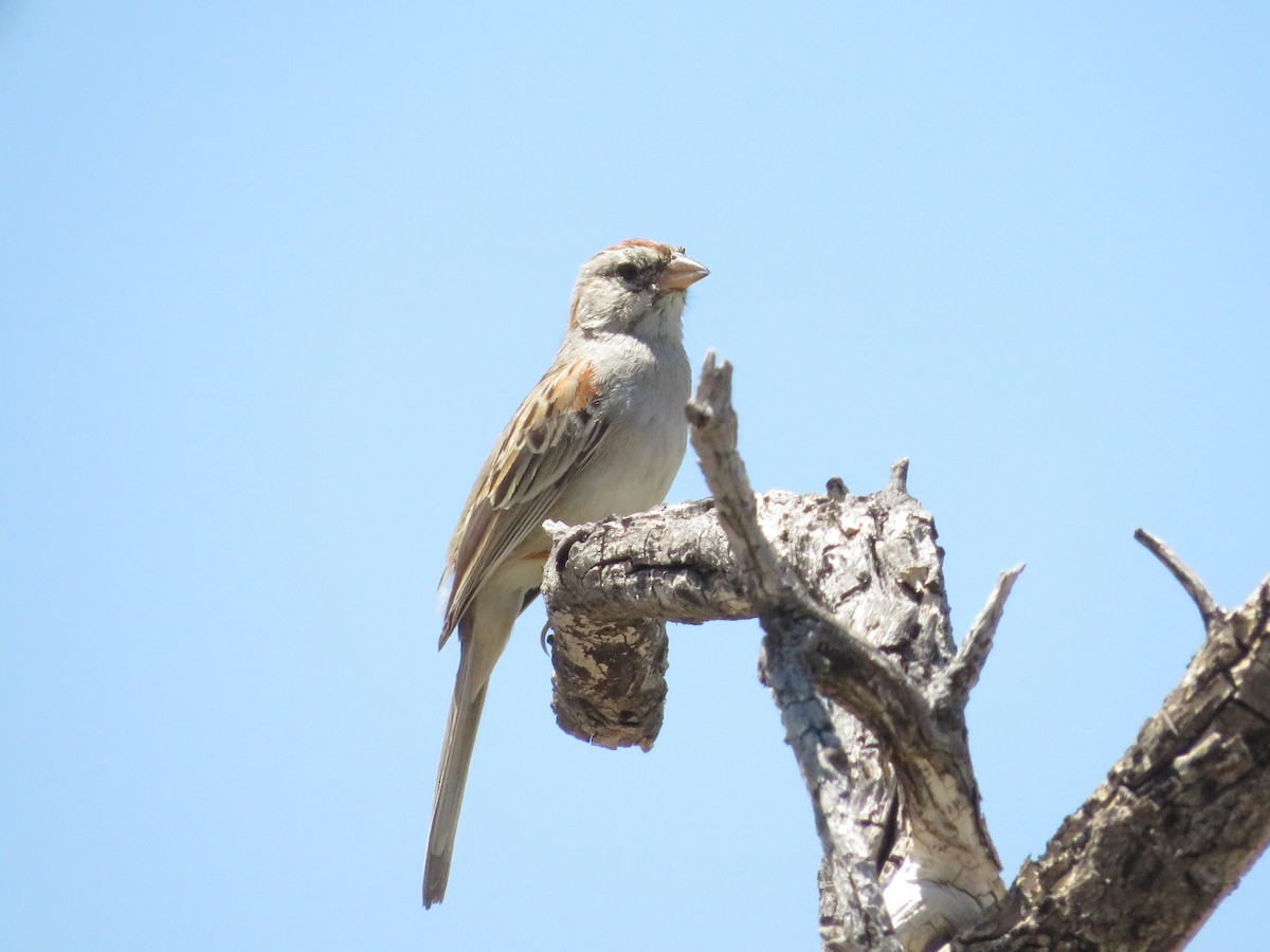Rufous-winged Sparrow - Allan Burrage