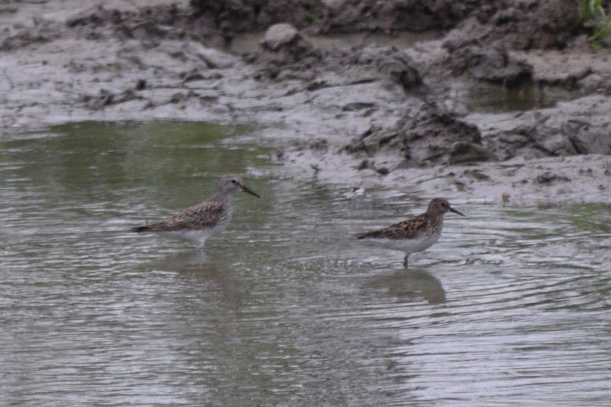 White-rumped Sandpiper - William Harmon