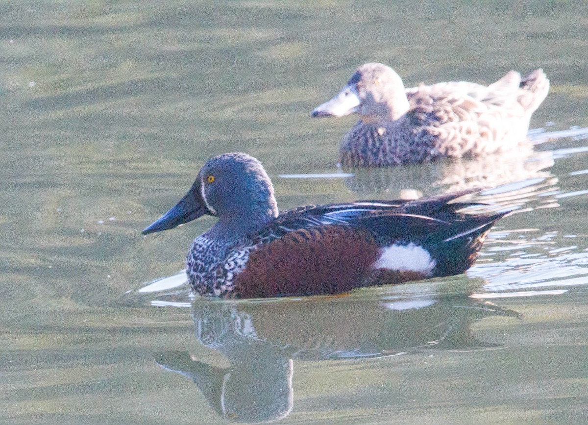 Australasian Shoveler - Donna Channings