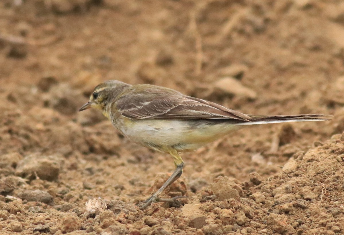 Western/Eastern Yellow Wagtail - ML619264881