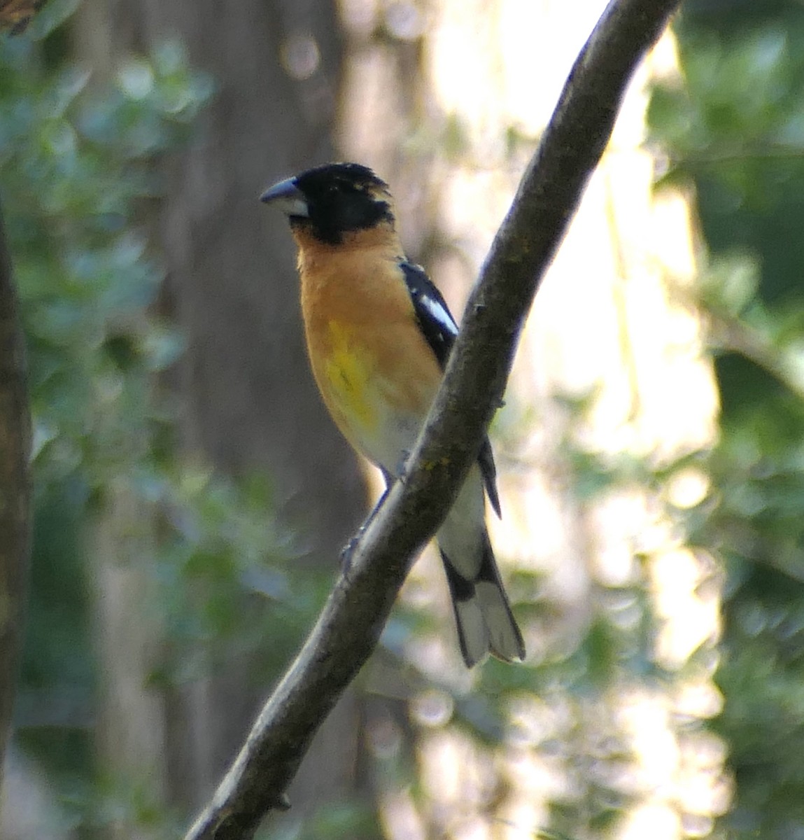 Black-headed Grosbeak - Melanie Barnett