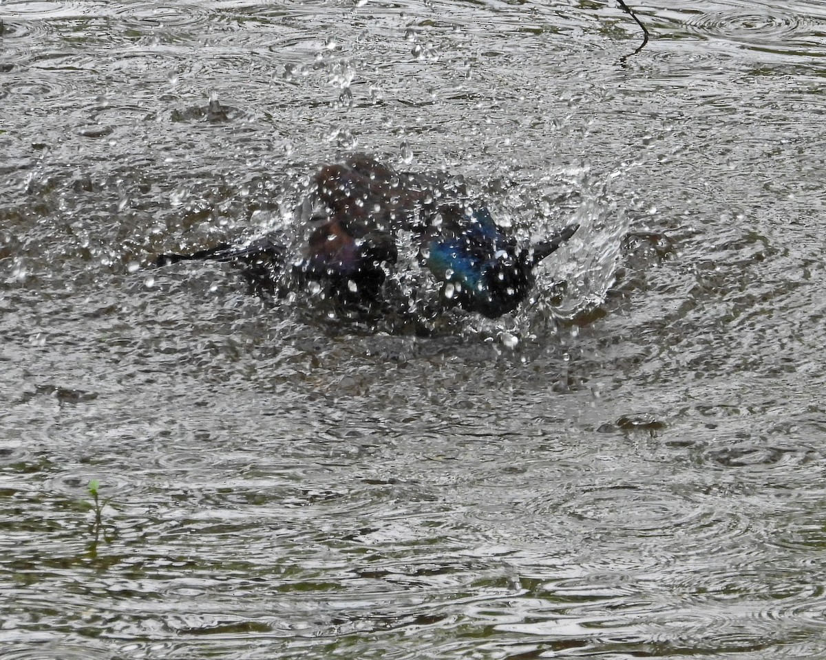 Common Grackle (Florida/Purple) - Aubrey Merrill