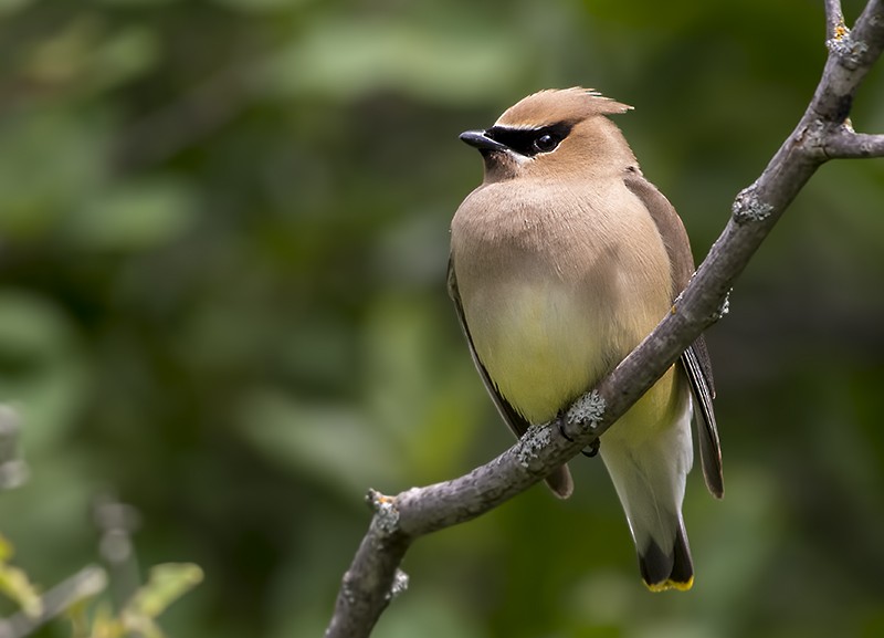 Cedar Waxwing - ML61926491