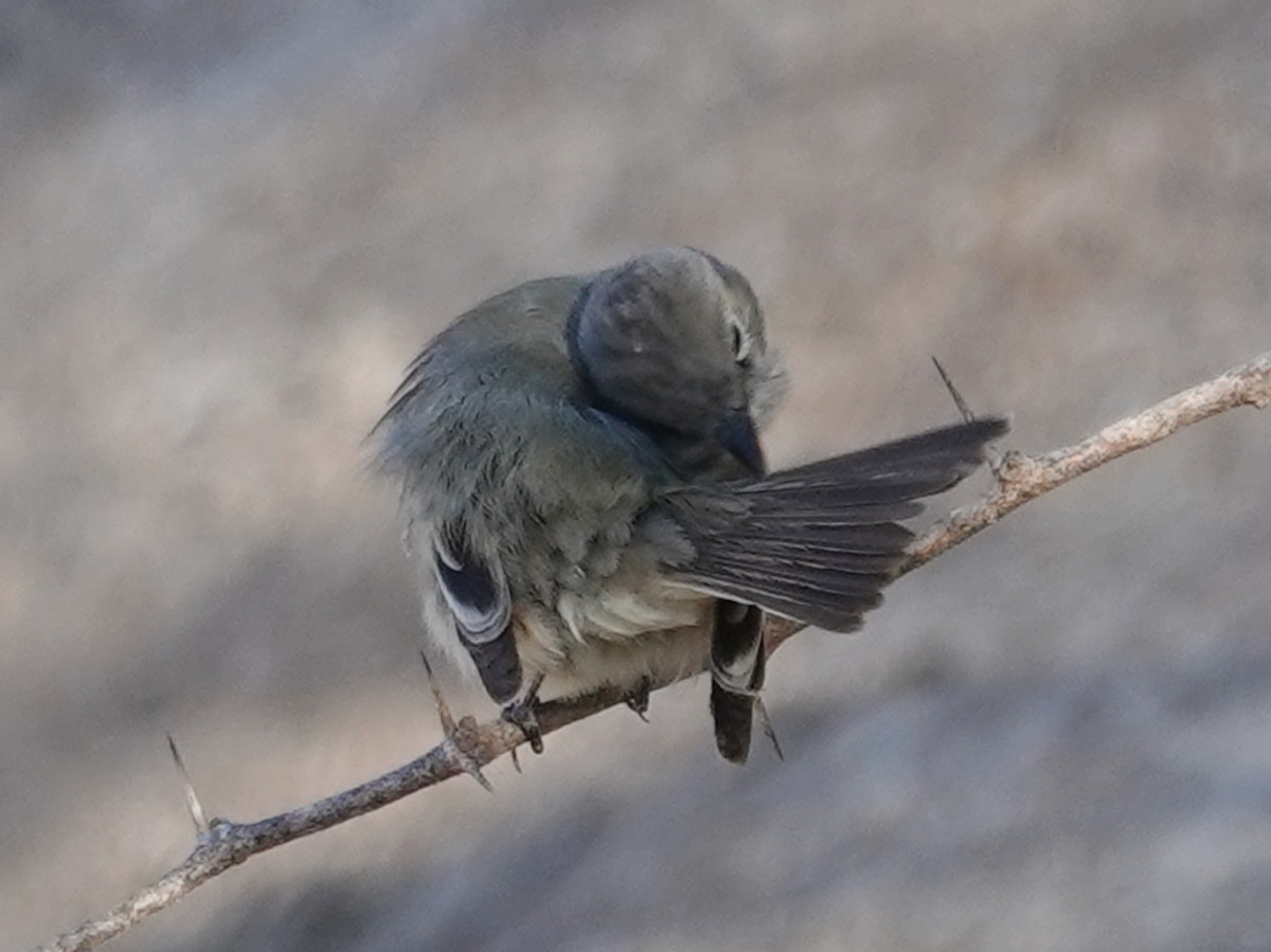 Empidonax sp. - Barry Reed