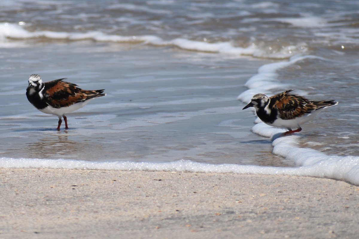 Ruddy Turnstone - ML619264930