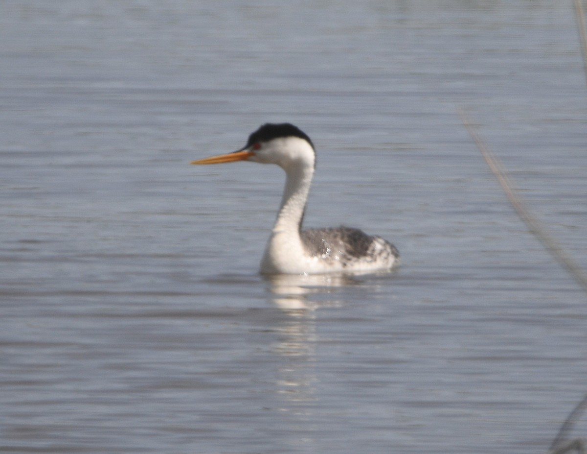 Clark's Grebe - Peter Olsoy