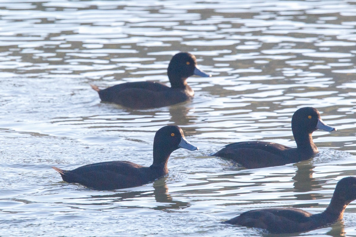 New Zealand Scaup - ML619264935