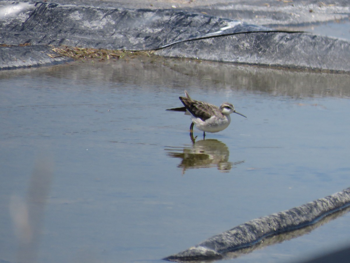 Wilson's Phalarope - Tanner Shepard