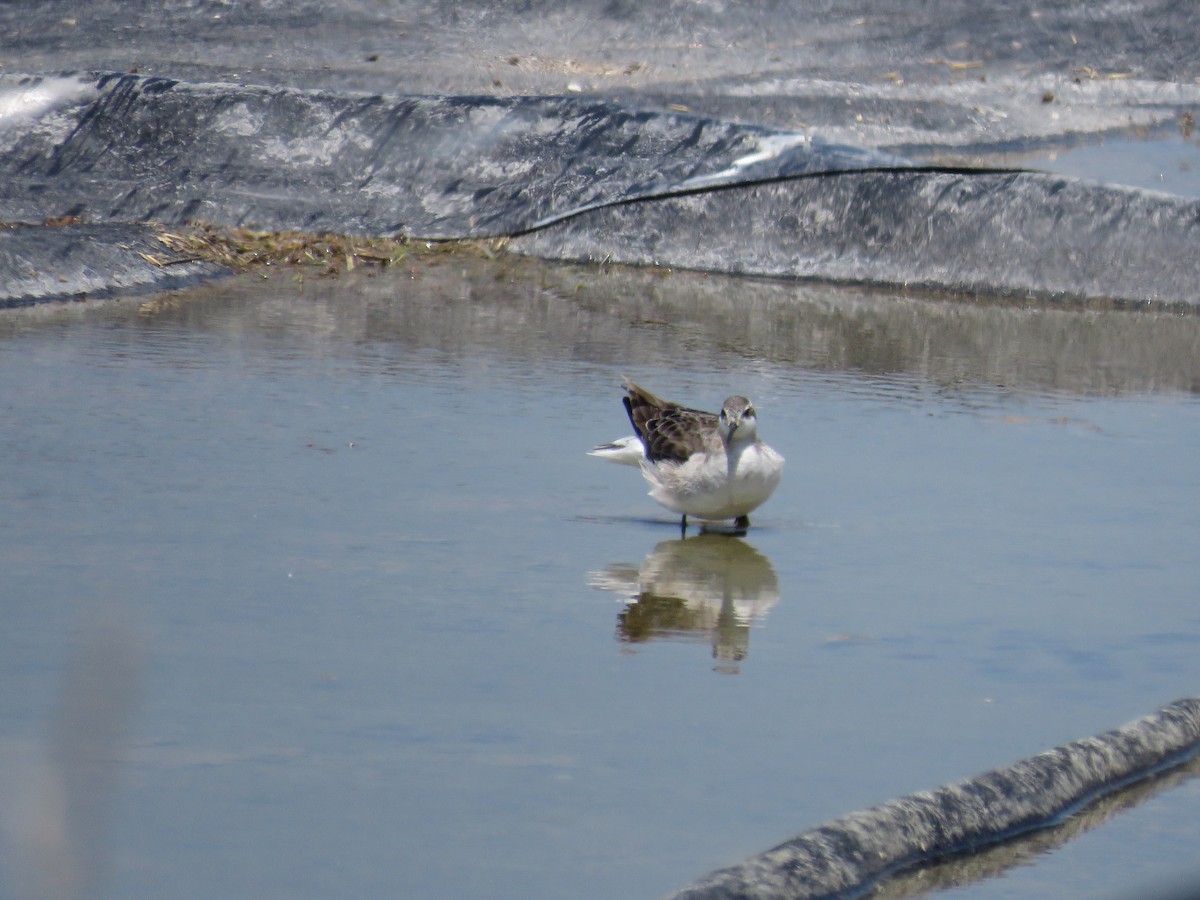 Wilson's Phalarope - Tanner Shepard