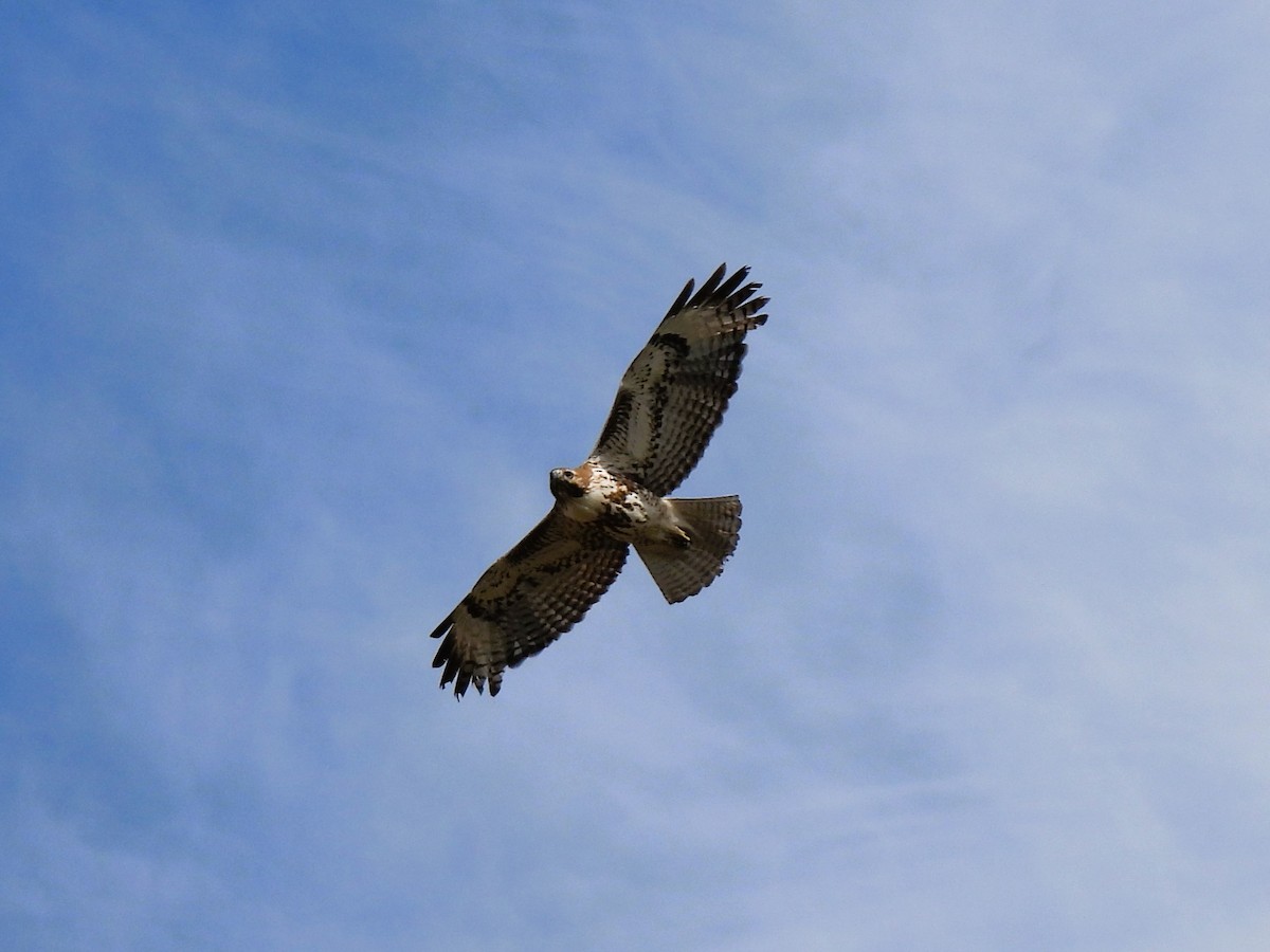 Red-tailed Hawk - Tina Toth