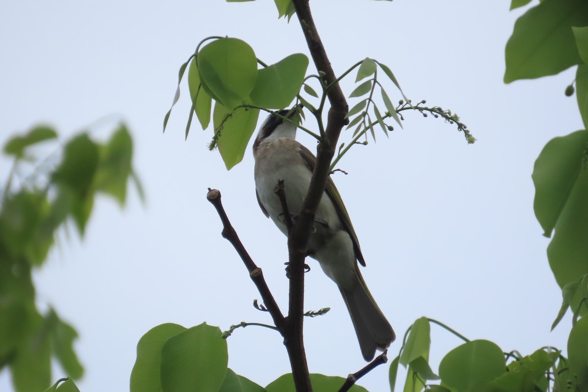 Light-vented Bulbul - ML619264944