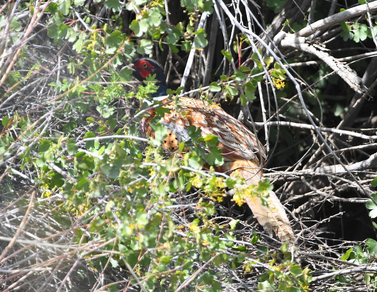 Ring-necked Pheasant - ML619264947