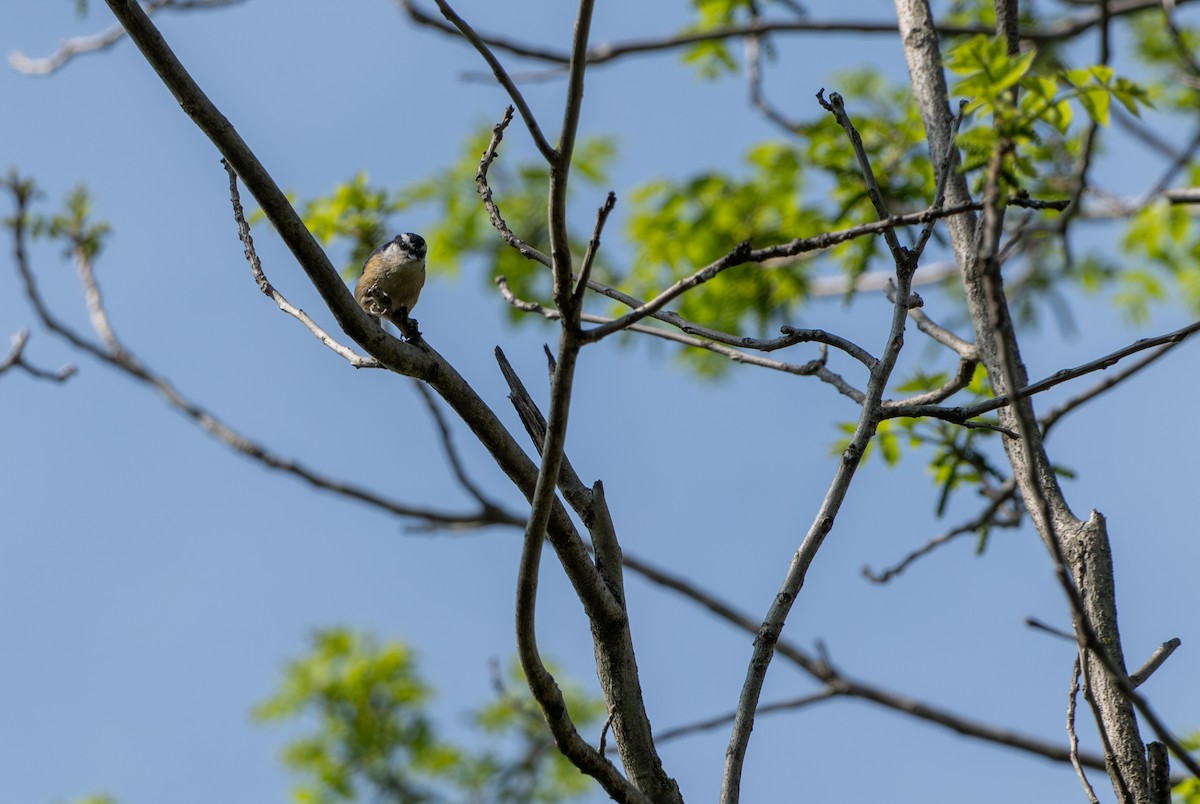 Red-breasted Nuthatch - Chad Berry