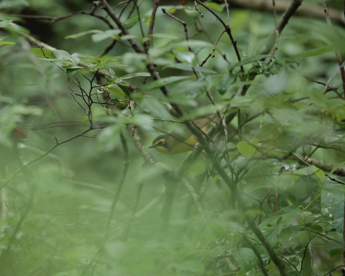 Kentucky Warbler - ML619264964