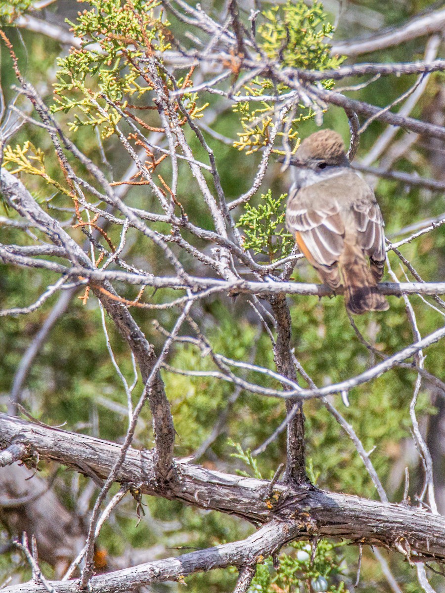 Ash-throated Flycatcher - Todd Miller