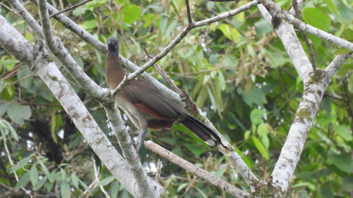 Gray-headed Chachalaca - Karen Evans