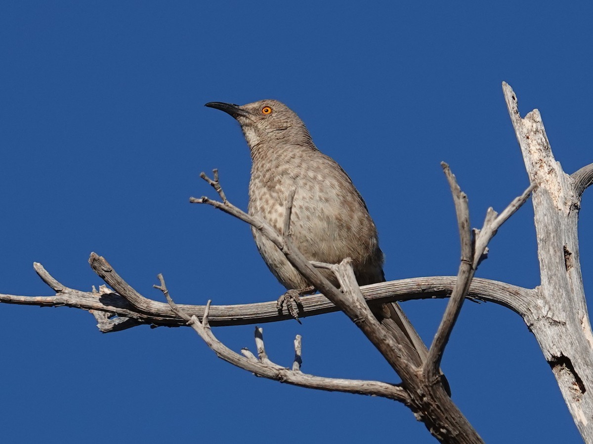 Curve-billed Thrasher (curvirostre Group) - Barry Reed
