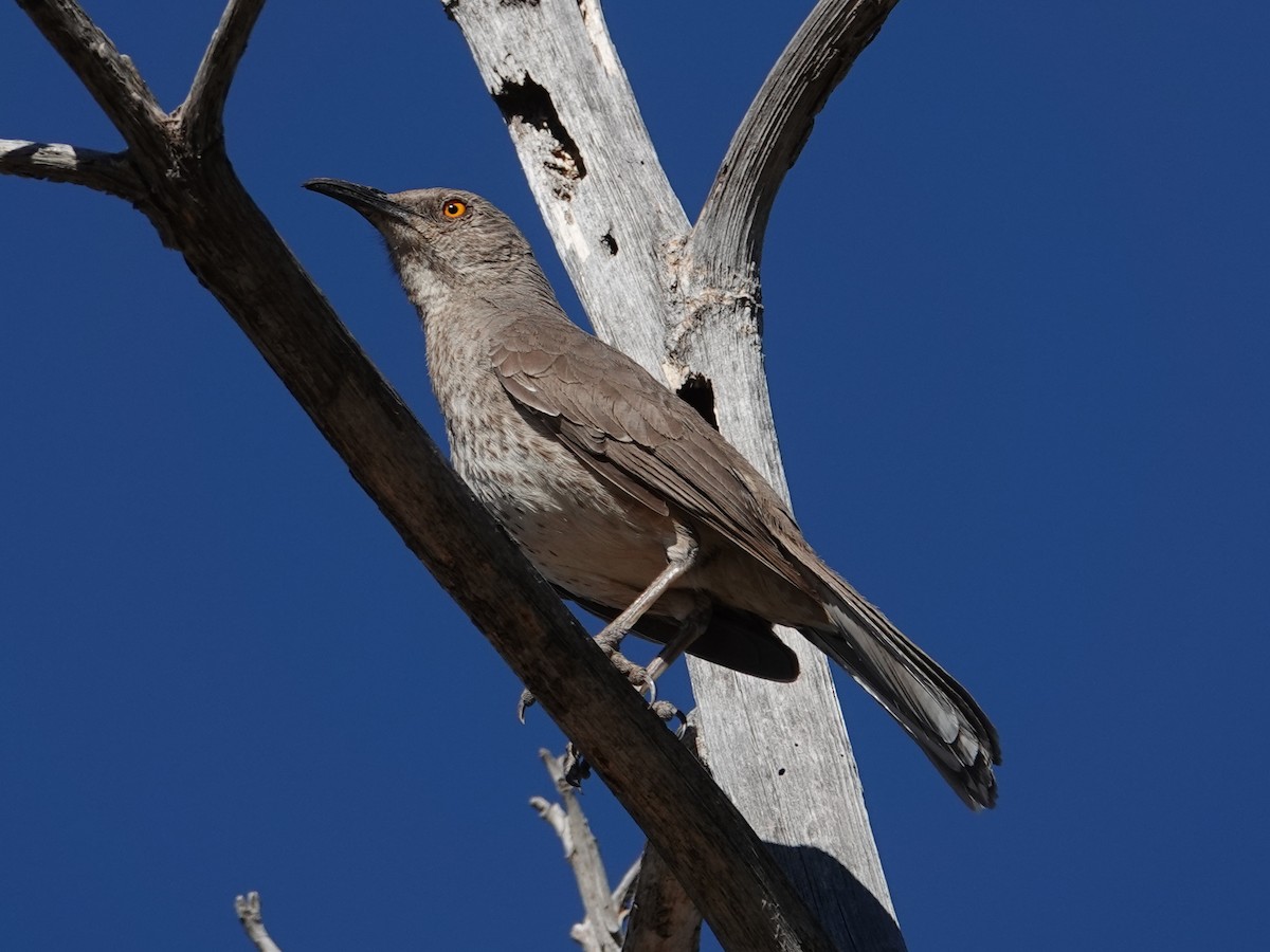Curve-billed Thrasher (curvirostre Group) - Barry Reed
