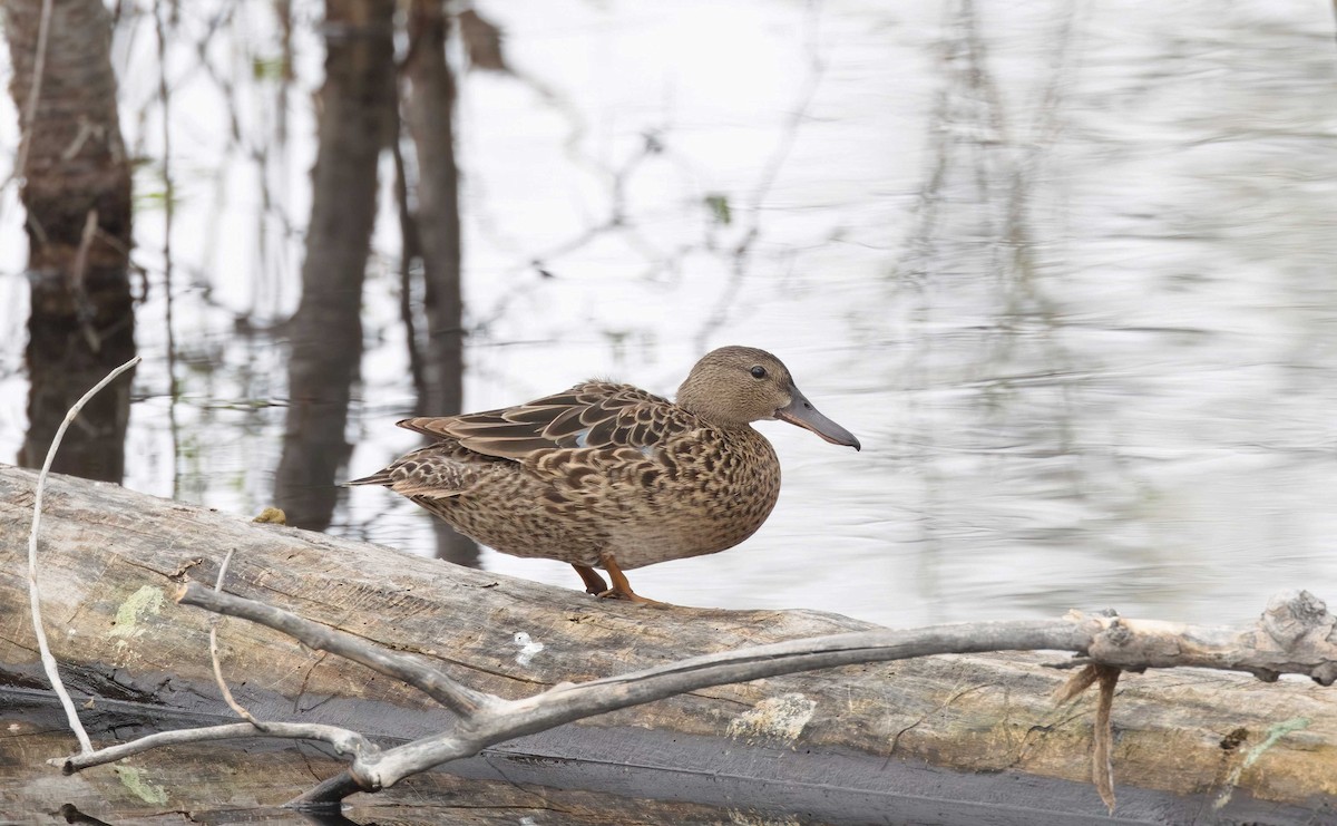 Cinnamon Teal - Timo Mitzen