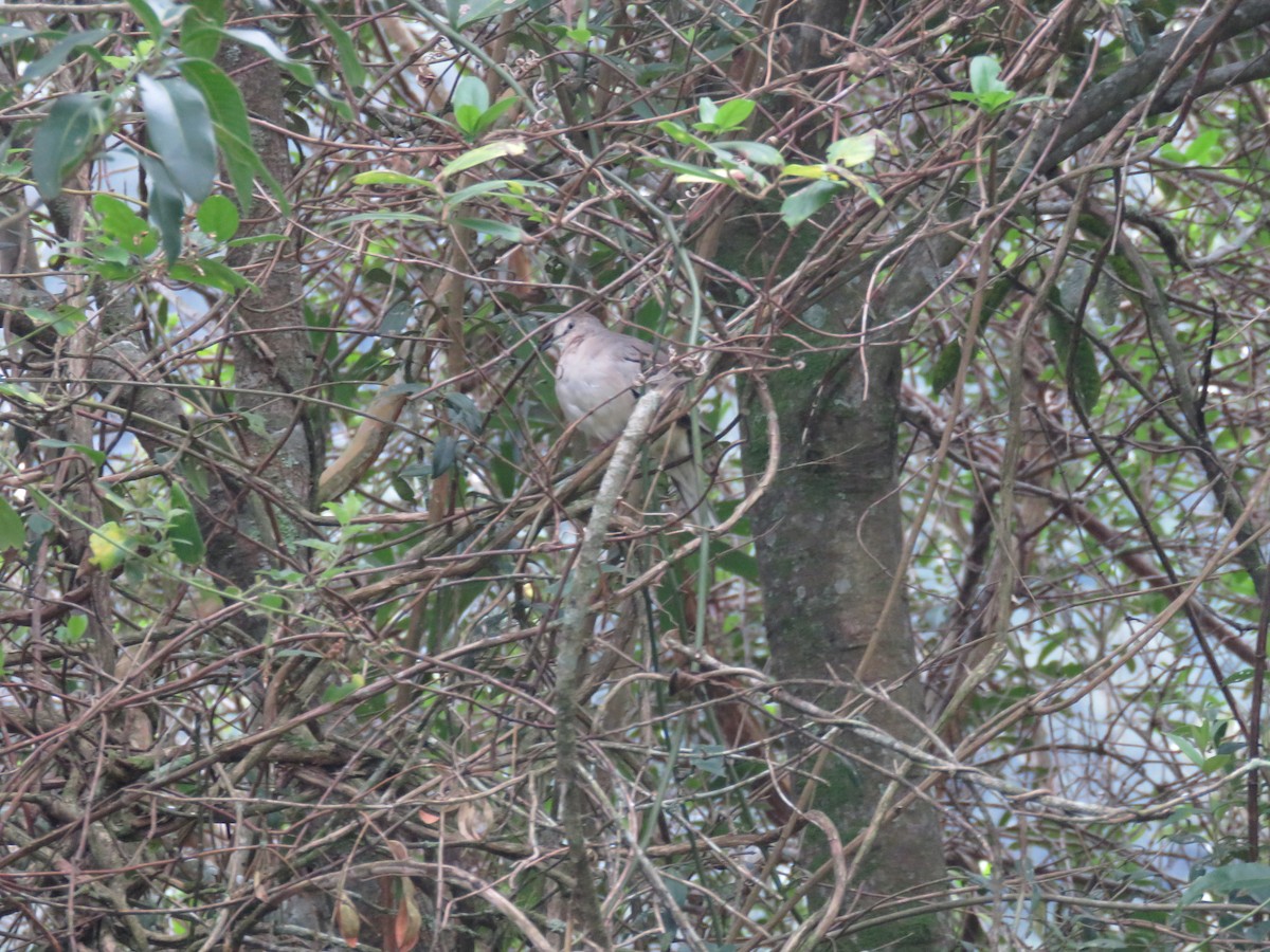 Picui Ground Dove - Letícia Matheus Baccarin