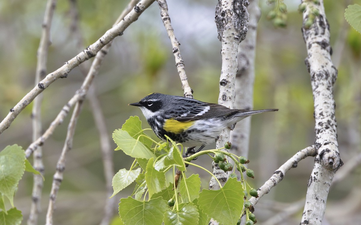 lesňáček žlutoskvrnný (ssp. coronata) - ML619265010