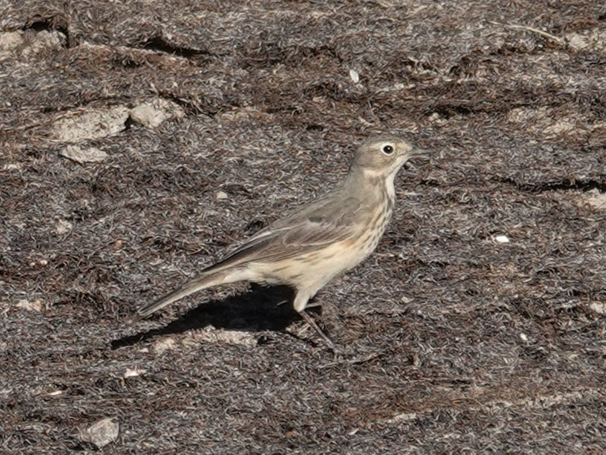 American Pipit - Barry Reed