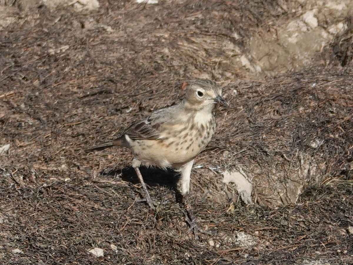 American Pipit - Barry Reed