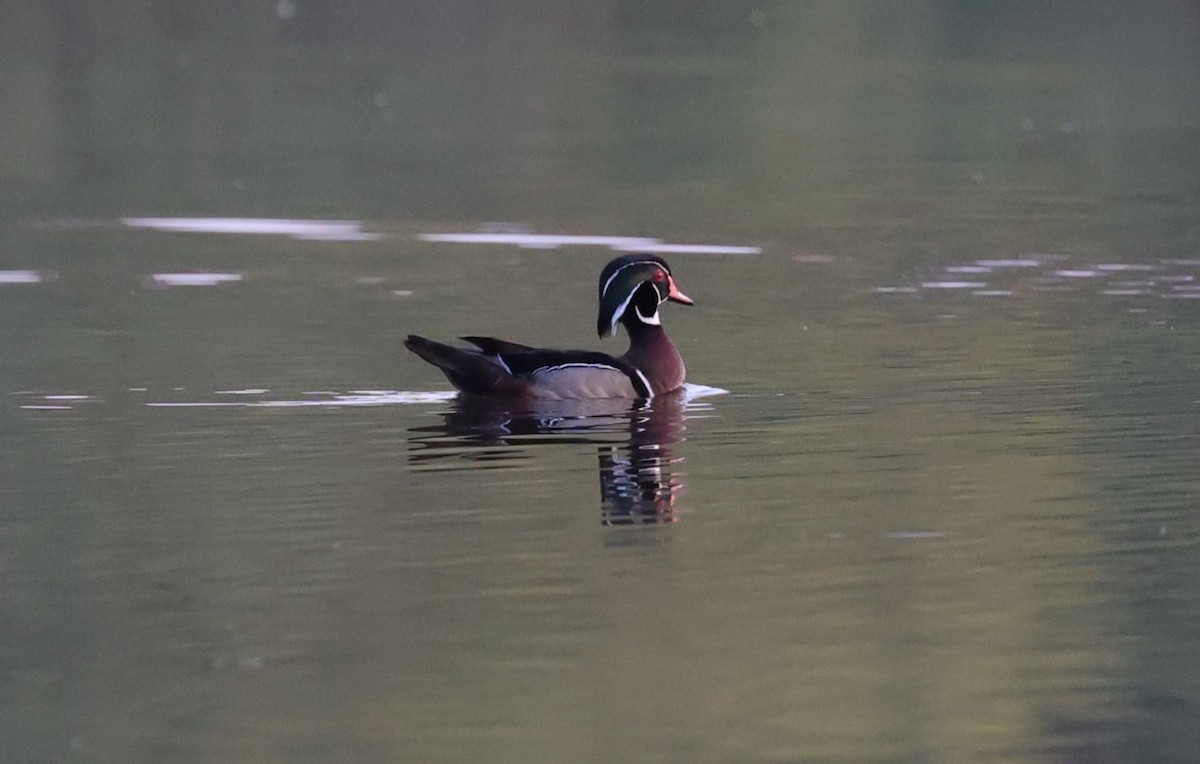 Wood Duck - ML619265019