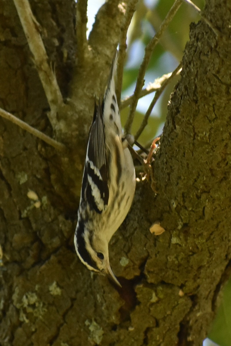 Black-and-white Warbler - Claire H