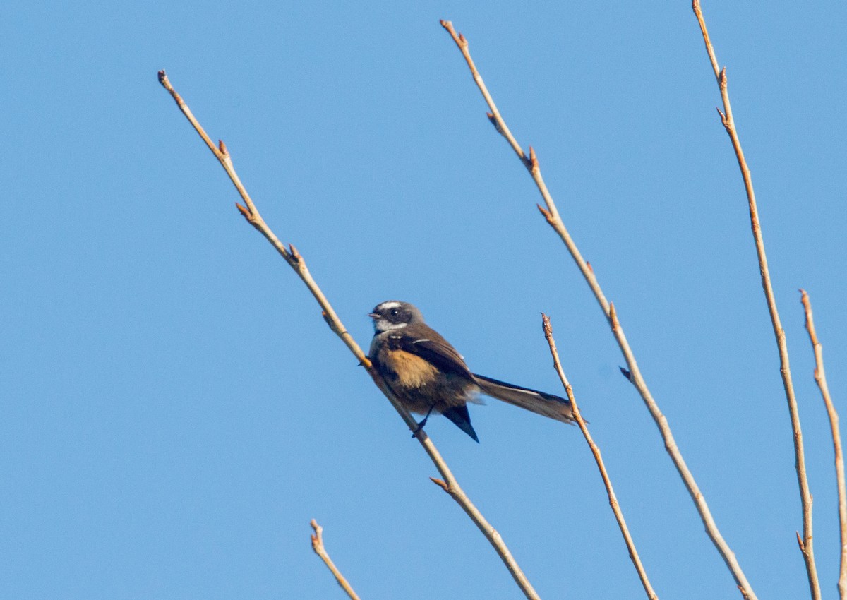 New Zealand Fantail - Donna Channings