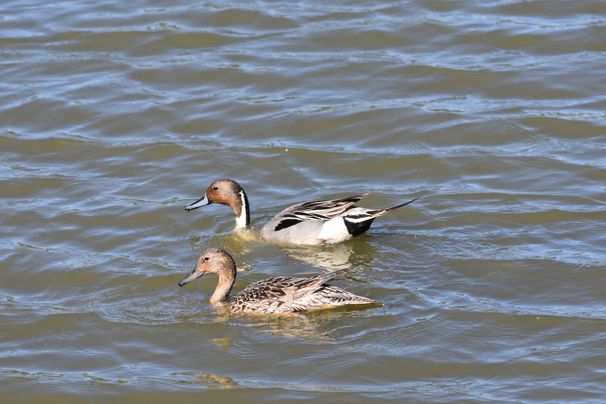Northern Pintail - Barry Price