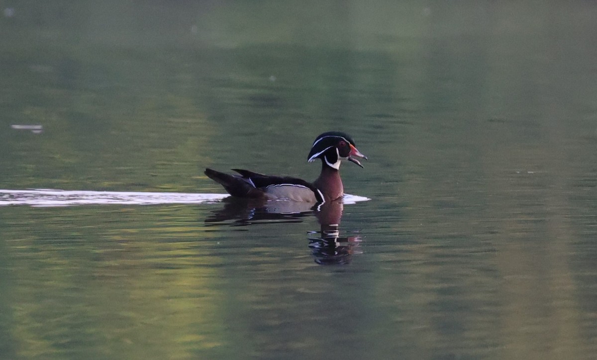 Wood Duck - ML619265030