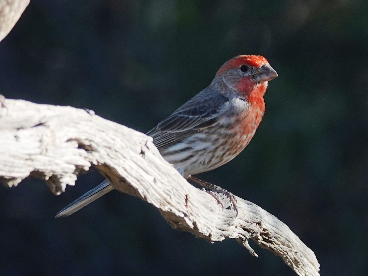 House Finch - Barry Reed