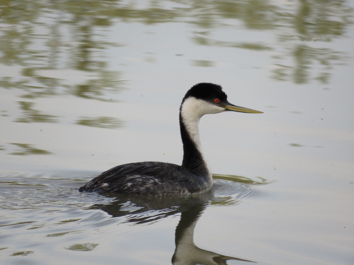 Western Grebe - ML619265037