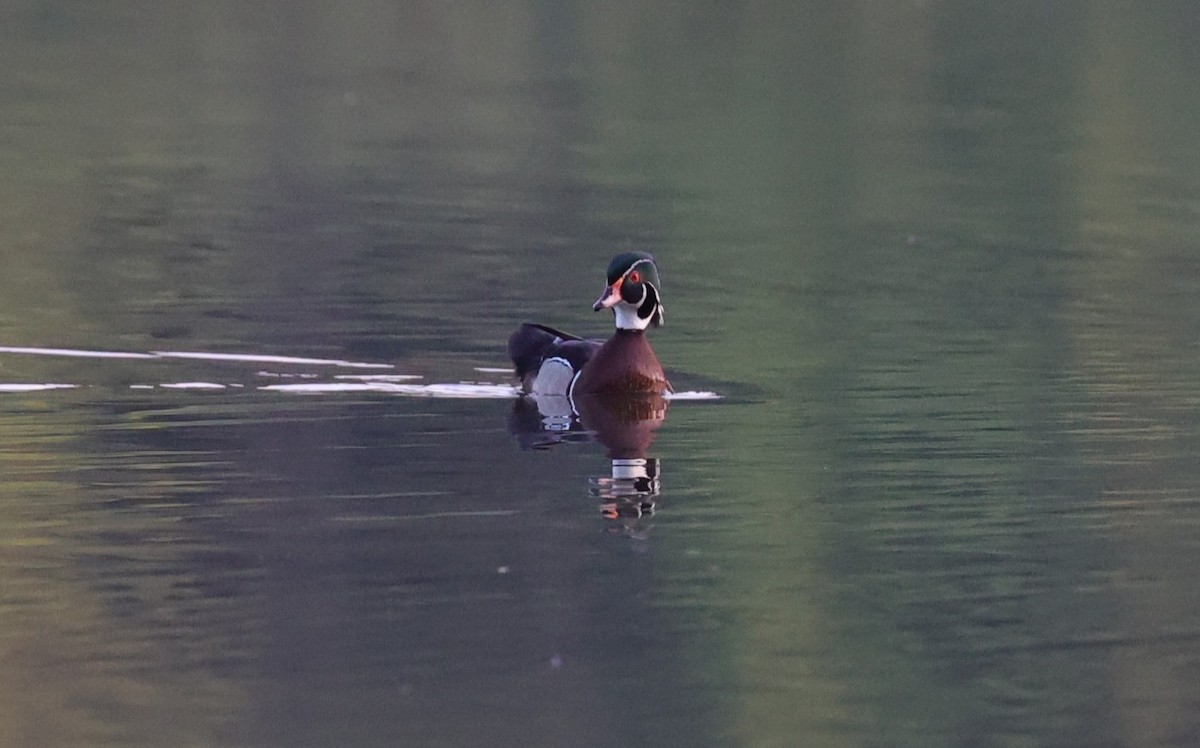 Wood Duck - ML619265043